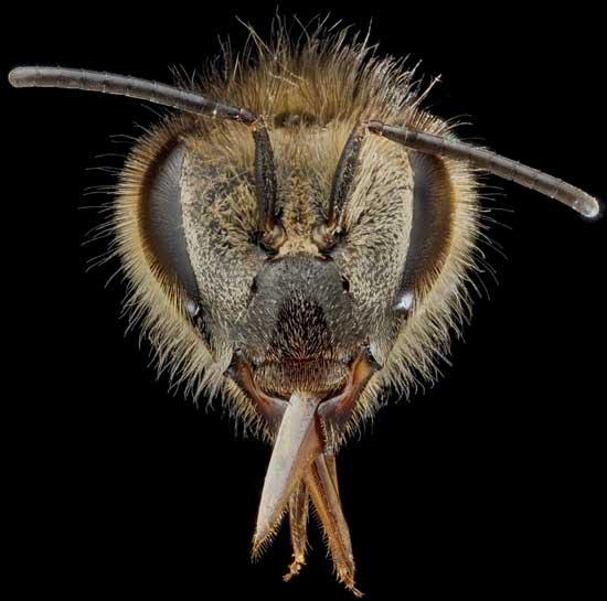 The head of a honey bee, showing the large compound eyes, antennae and proboscis.